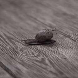 snail is comming home
