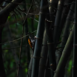 Greater Flameback Female #048