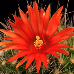 Cactus blooming - one flower