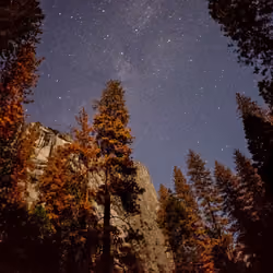 NIGHTPINES