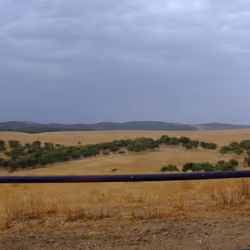 Sad fields