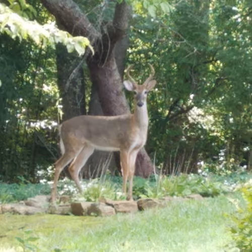 young buck