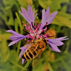 Foraging Bee