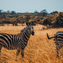 Zebra Safari