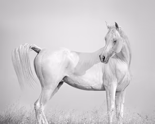 Item #12333759371985289416686528618250941787801478820548931806244366485536693551105 Media