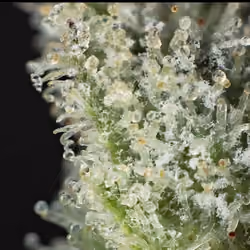 Trichomes #11