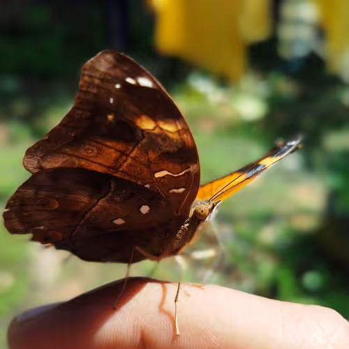 Jenalaripin Collection