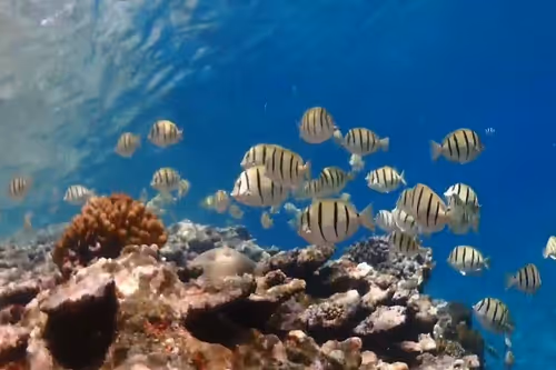 Item #93917210928009552265570427413341546020590352631026157694666951298860294602753 Media