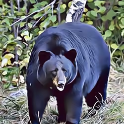 American Black Bear