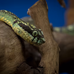 Sri Lanka Pit Viper