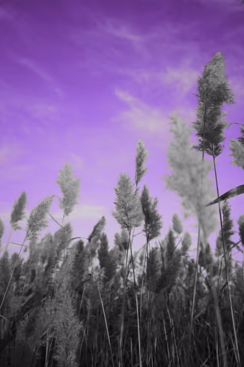 Item #22359765383372617807930013024236439157399756094308577360489886033446671745025 Media