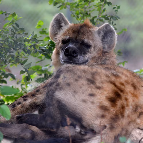 Greg_Highberger Collection