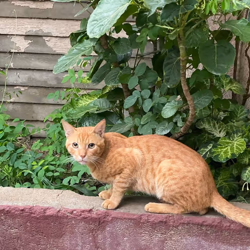 Item #114430038769928268325028178634322718009115368811819223200869835308400967155713 Media