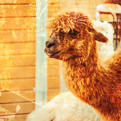 Alpacalaca #10