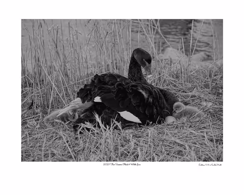 Item #24600310660482288606297797528155087939323639147399647196853483684221237067777 Media