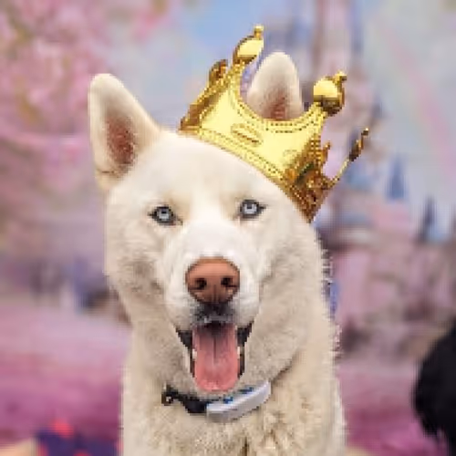 Item #17635803375648012338610213380030160191715370757553255260744606405211205926913 Media