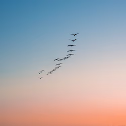 Flocking