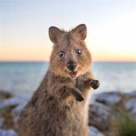 Quokkas