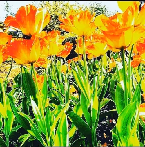 Item #12729754568501072855489201789855253348138096552071129580041228573973334196234 Media