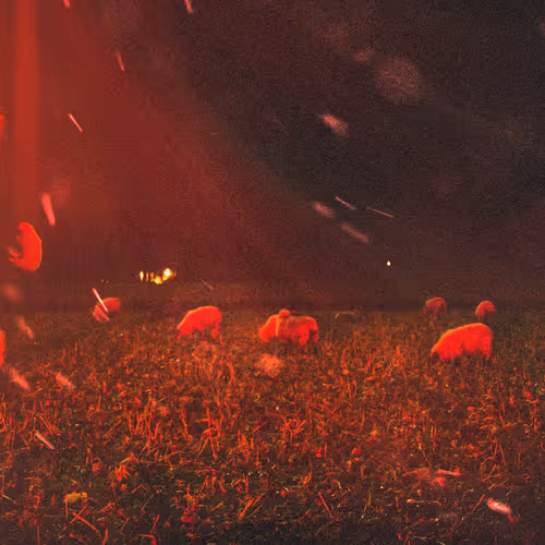 The Sheep Abduction