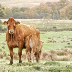Mother and Daughter 🐂