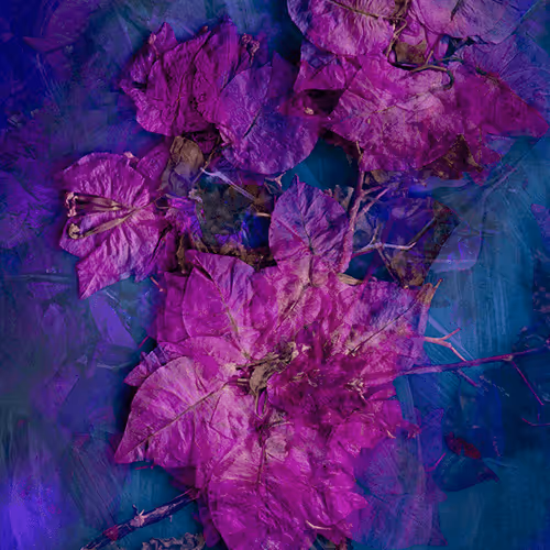JMG Bougainvillea