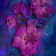 JMG Bougainvillea