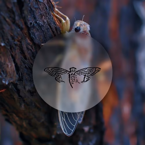cicada 3301