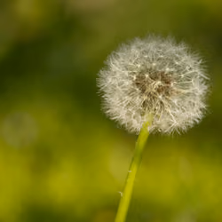 A Dandelion in the Shadows