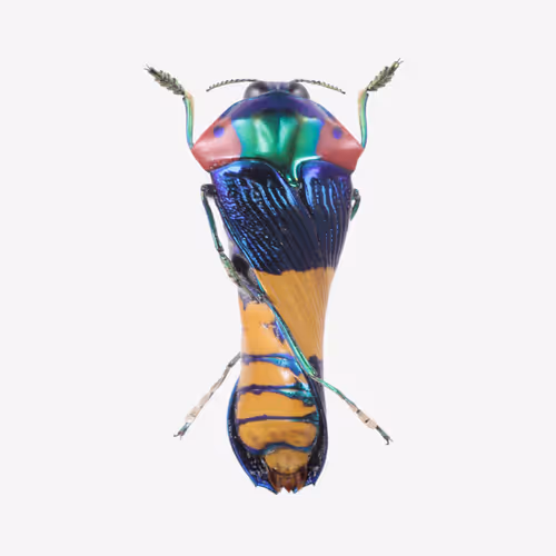 Item #111059480755819072401472915714429599823664809872456549623330074127175245627393 Media