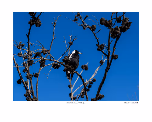 Item #24600310660482288606297797528155087939323639147399647196853483653434911490049 Media