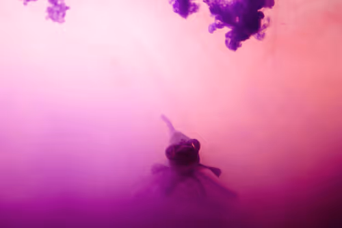 Item #101713277105975589639880448454091243544280285560533982294413790919982755872778 Media