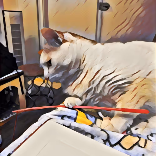 cat