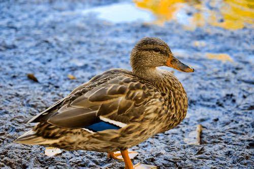 Animals during seasons