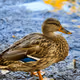 Animals during seasons