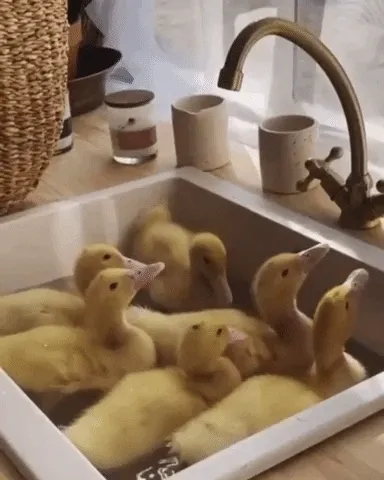 Cuteness Collection