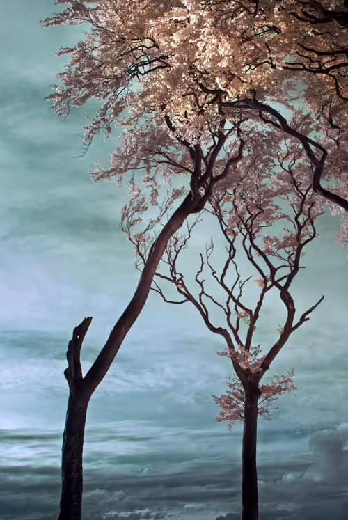 Item #105424874580272350249353180101820695324338341917620358577696675042122423861249 Media