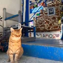 Cat on The Blue Street in Samos