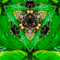 PHOTOSYNTHESIS_47