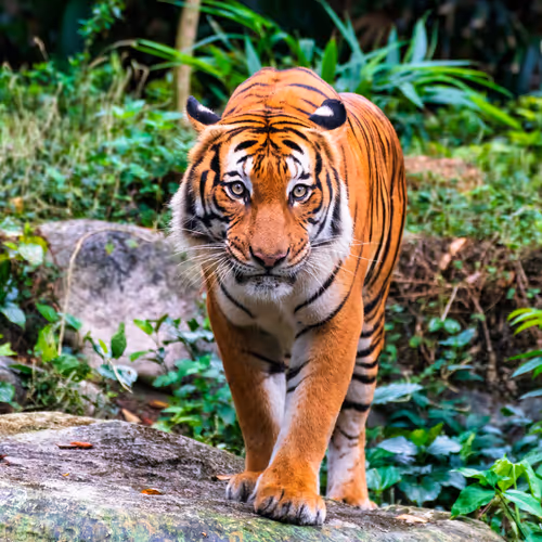 The Types Of Tigers In The World