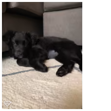 Sadie#1