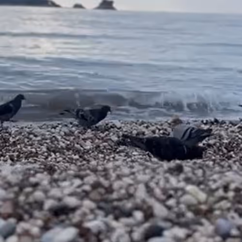pigeons and the sea