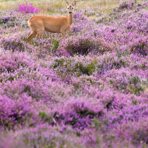 Roe Deer in Heather