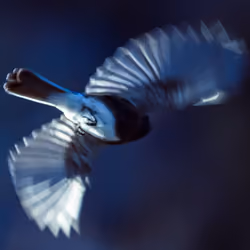Black Phoebe in Flight