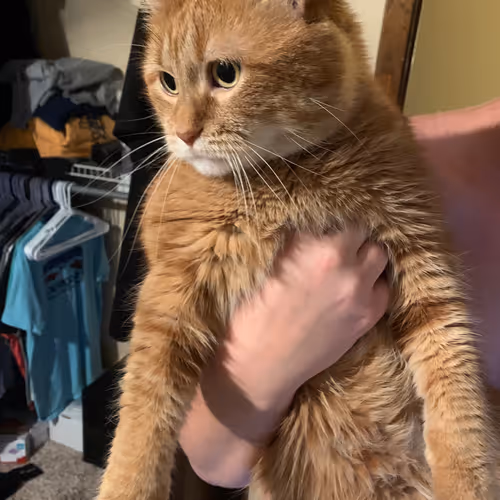 Untitled Collection #48976721