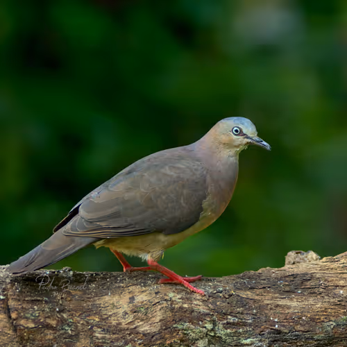 Item #76723362783280478533997952640177478162370392864243199552253501719504492691457 Media