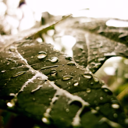 Droplets