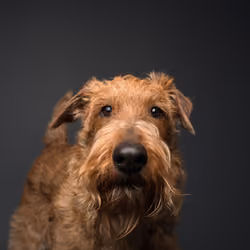 Lakeland Terrier #DA139