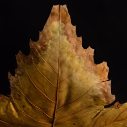 Flawed 8