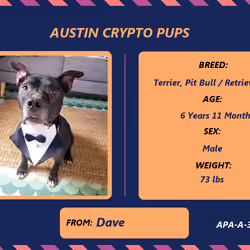 Dave (APA-A-39024)